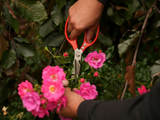 GARDEN SHEARS, STAINLESS STEEL | 215 MM (YT-87861)