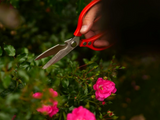 GARDEN SHEARS, STAINLESS STEEL | 215 MM (YT-87861)